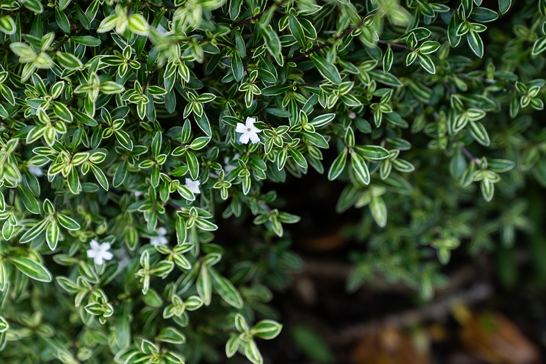 【お子様大好き・ファミリープラン♪】　お子様ランチ＆子供料理プラン。