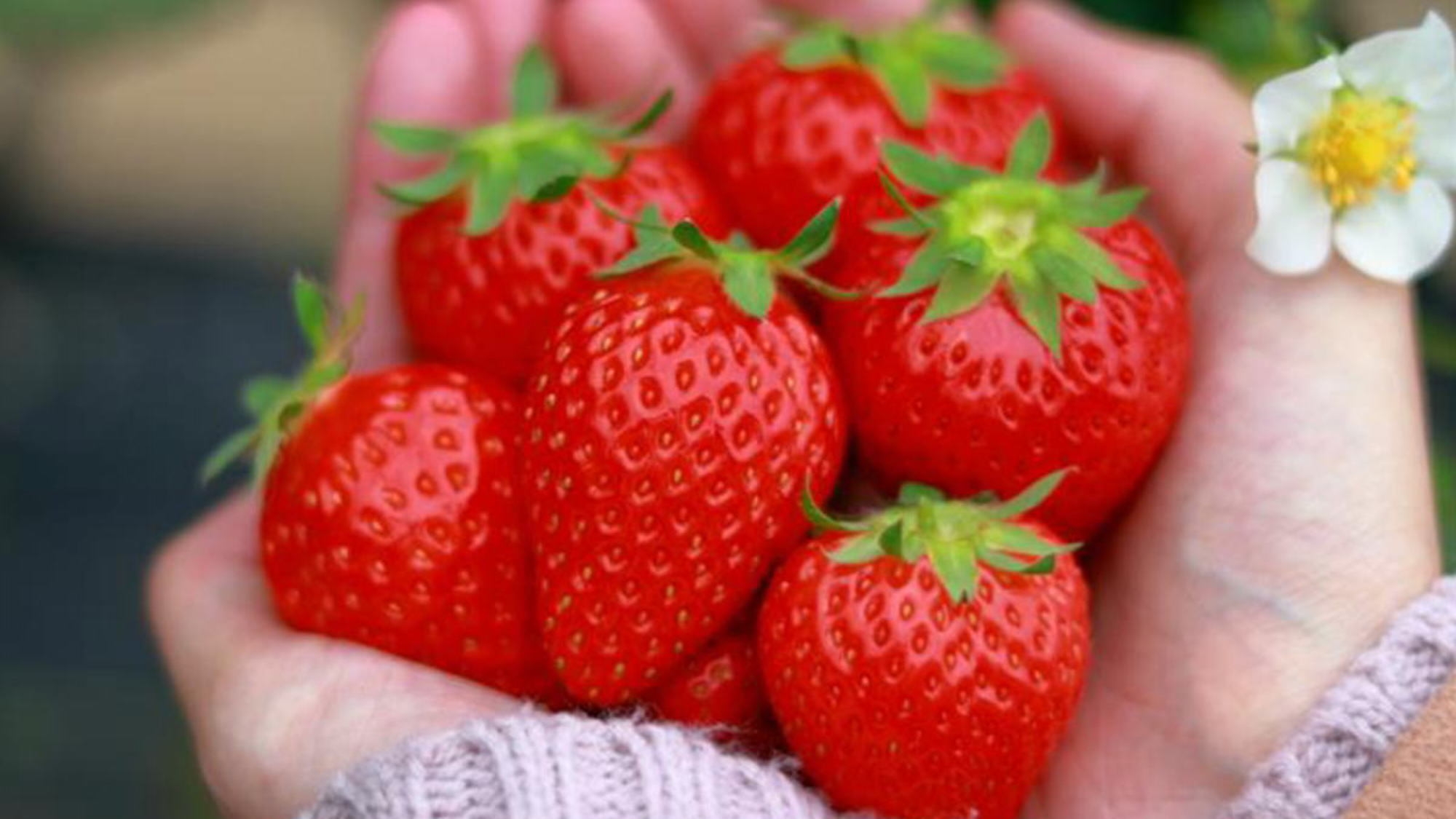 【早期割3】いちご王国・栃木県生まれの「とちあいか」を楽しむ30分食べ放題＜夕朝食付・ラウンジ付＞