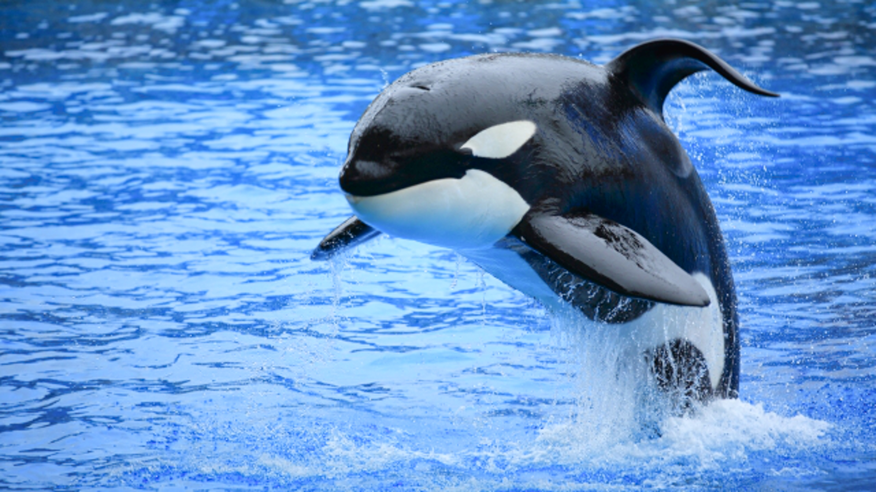 【須磨海浜水族園】まで車で約１時間半