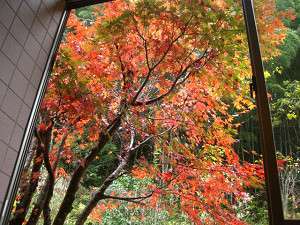 View from the bath! Autumn leaves.