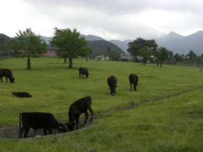 但馬牧場公園。お子様連れ､カップルに人気です