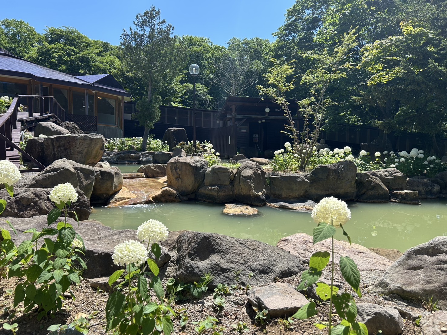 混浴露天風呂　夏のアナベル