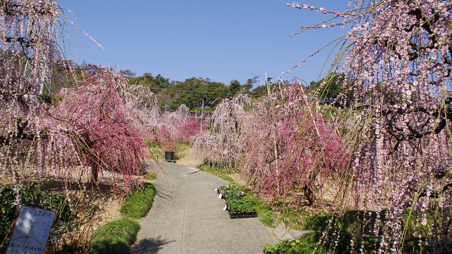 ●大草山昇竜しだれ梅園