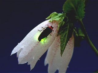 当館裏の小川に飛び交う蛍