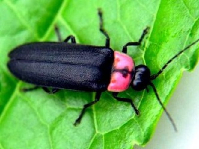 当館裏の小川に飛び交う蛍