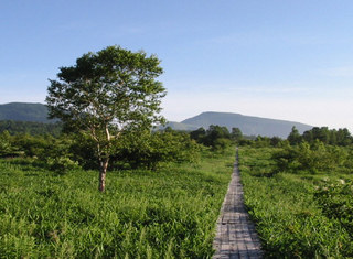 夏の野地平