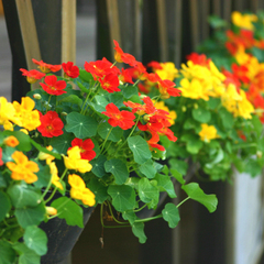 *色とりどりの花がお迎えします