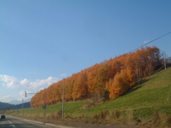 秋・カラマツの黄葉