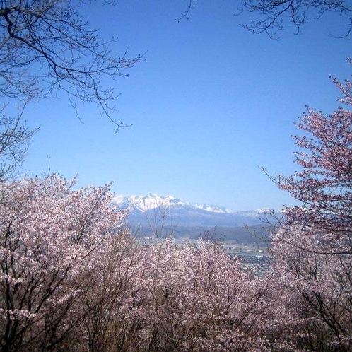 春・桜と十勝岳