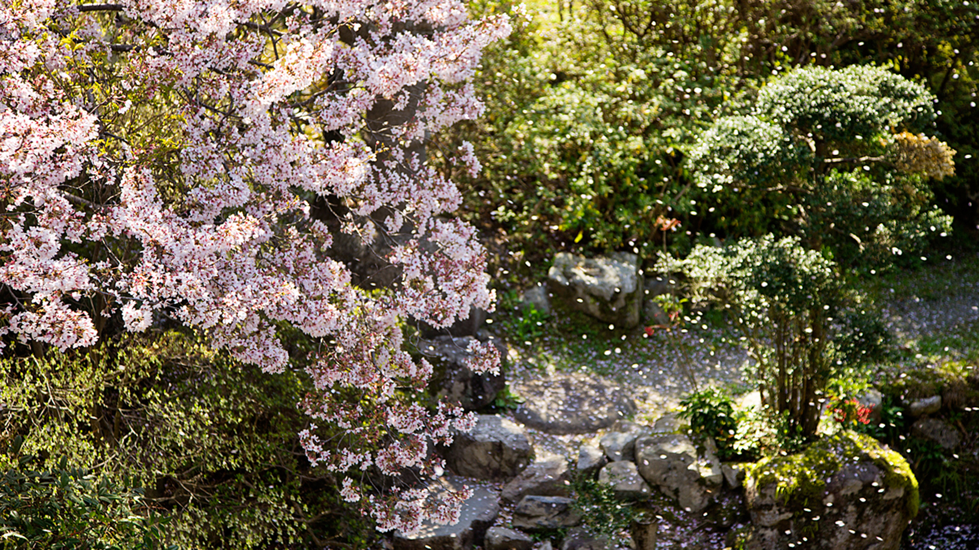 【日本庭園】桜の花言葉は“精神の美”強く美しい桜に心を癒される