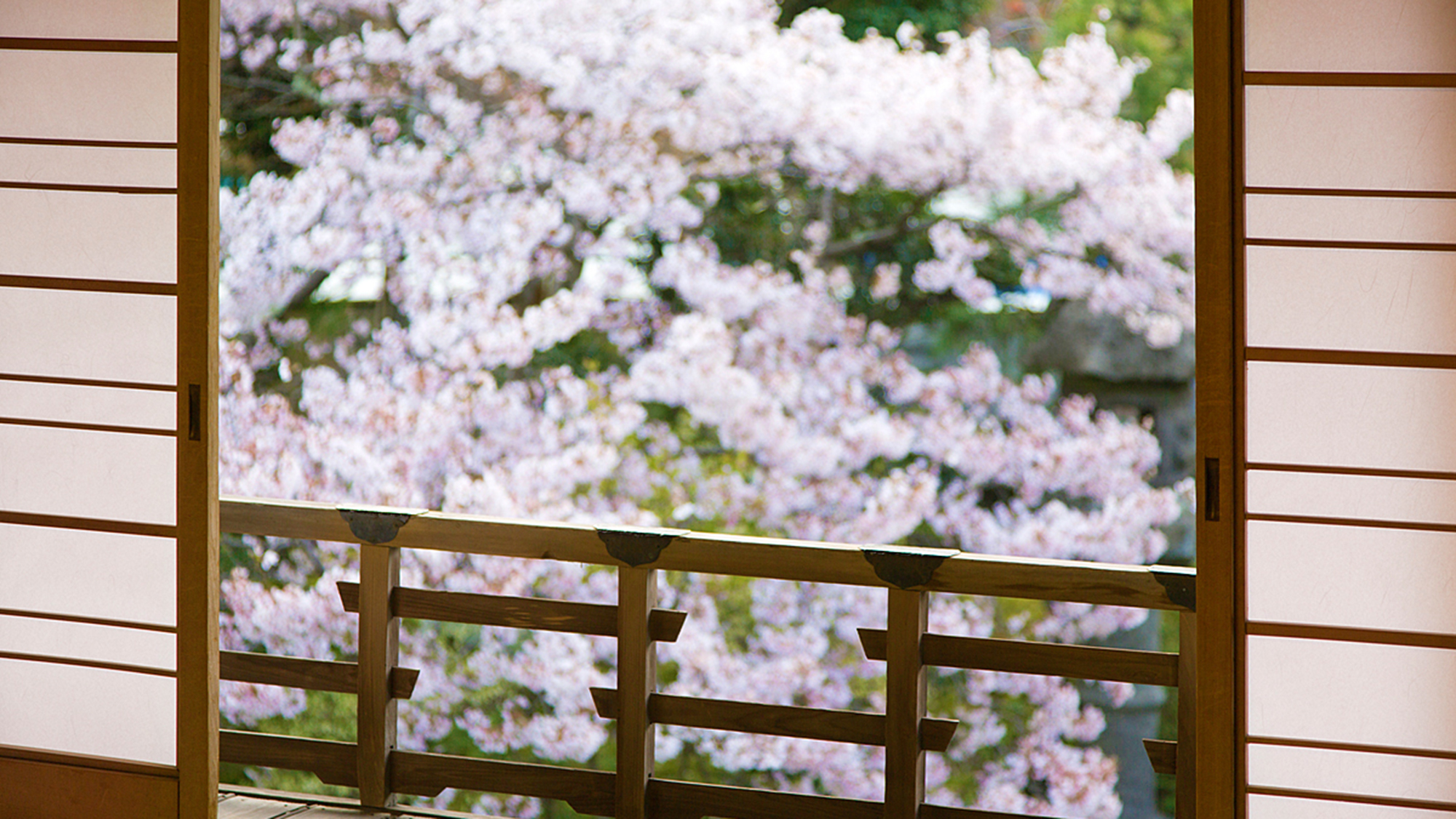 【日本庭園】春を彩る「満開の桜」をお部屋からお楽しみいただけます