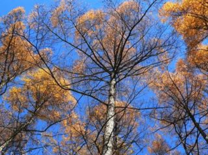 秋のカラマツ林