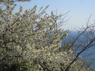 山桜と海