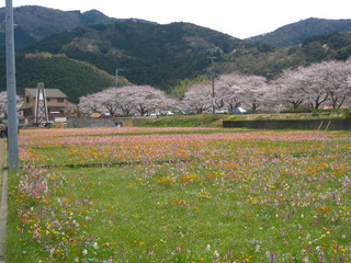 松崎花畑