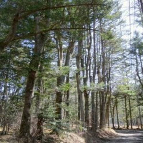 軽井沢、春の風景