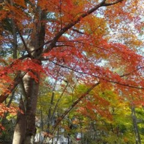 軽井沢、秋の風景