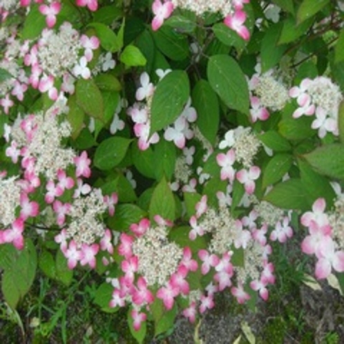 【７月頃】かわいい山紫陽花は、町のあちこちで見れます。