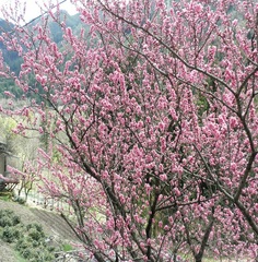【春】小坂町　赤沼田はなもも街道