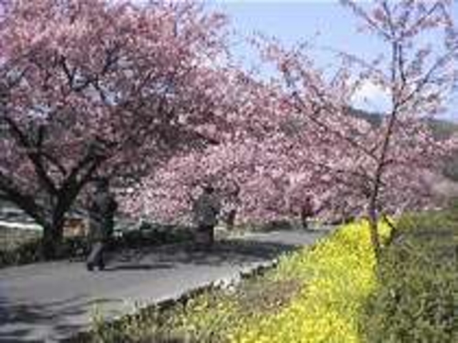 みなみの桜と菜の花祭り