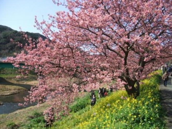 南伊豆の桜