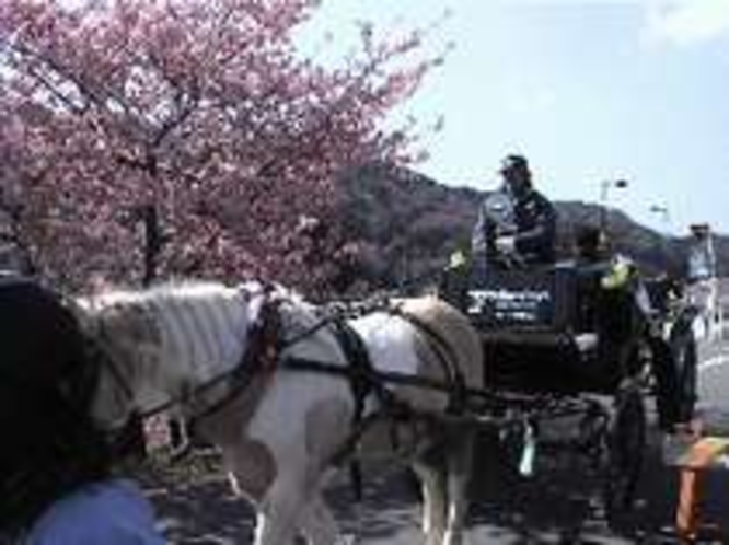 みなみの桜と菜の花祭りを行く馬車