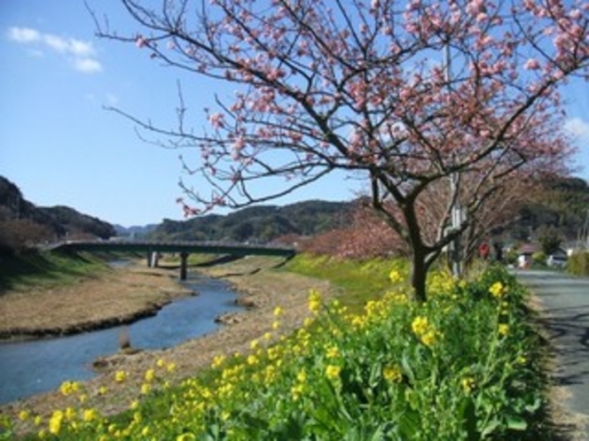 下賀茂の桜まつり
