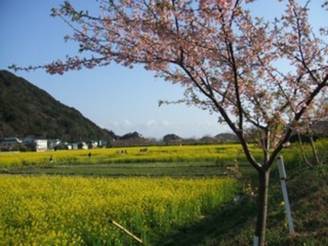 下賀茂の青野川沿いに咲く桜