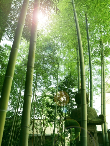 【館内】力強く真っすぐ天に向かって伸びる竹林と、竹林が作り出す木漏れ日に、日本の風情を感じます。