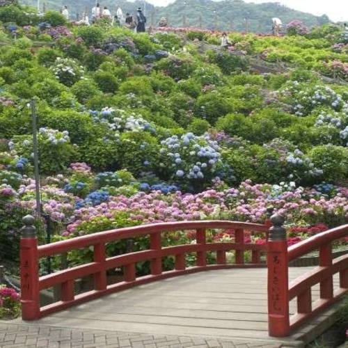 【６月限定☆土曜も平日料金】入園券＆無料送迎付（日にち限定）★幻想的な夜のホタル＆あじさい満喫プラン