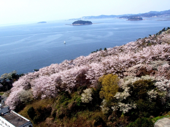 ★タイムセール★土曜日も平日料金【お花見プラン】☆貸切風呂割引特典付！春会席満喫プラン♪