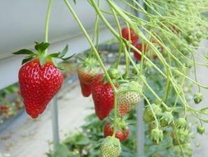 【いちご狩りプラン】蒲郡オレンジパークであま〜い完熟イチゴ♪《時間無制限》で食べ放題！