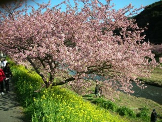 南の桜まつり