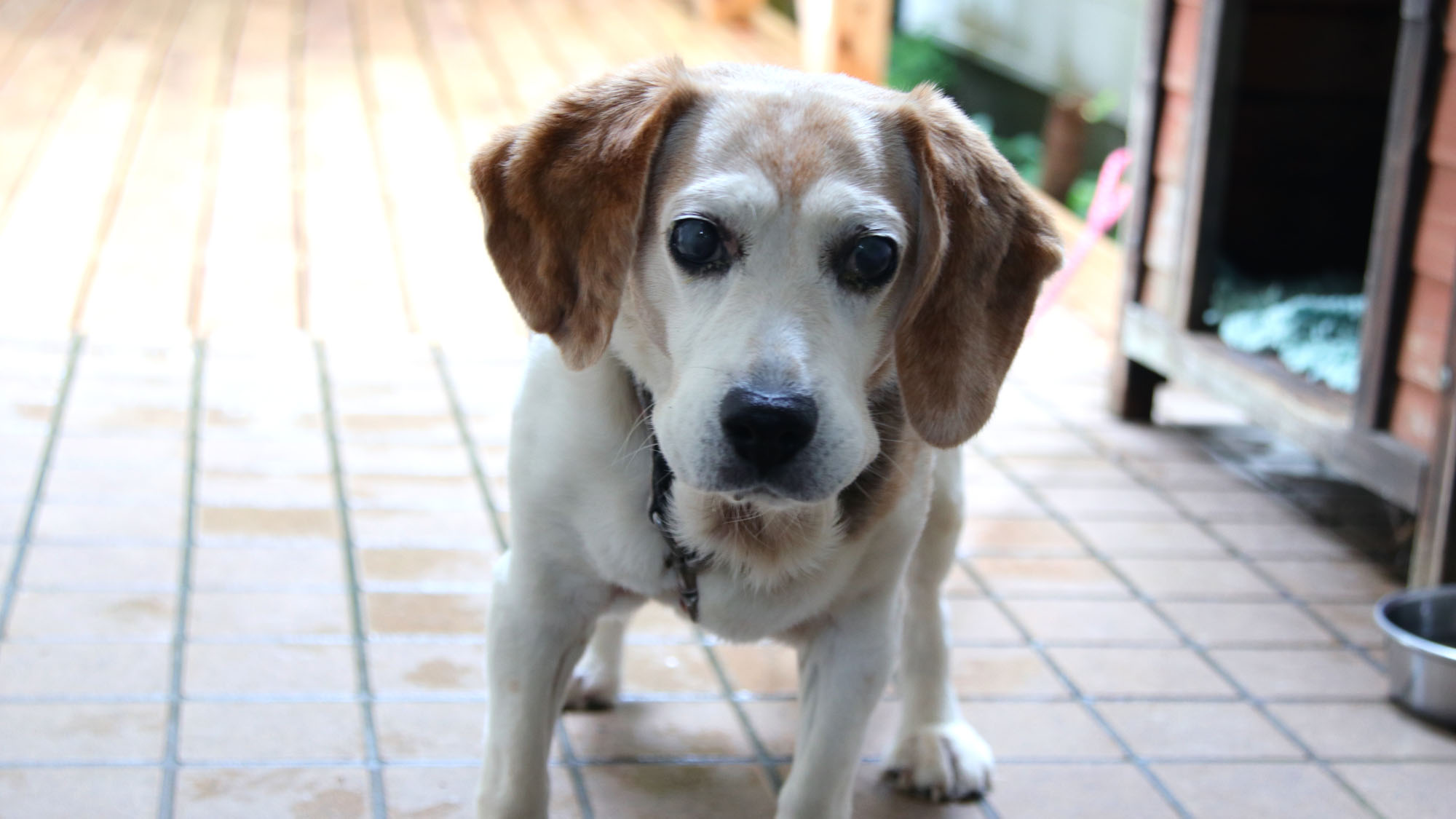 看板犬「なな」 *