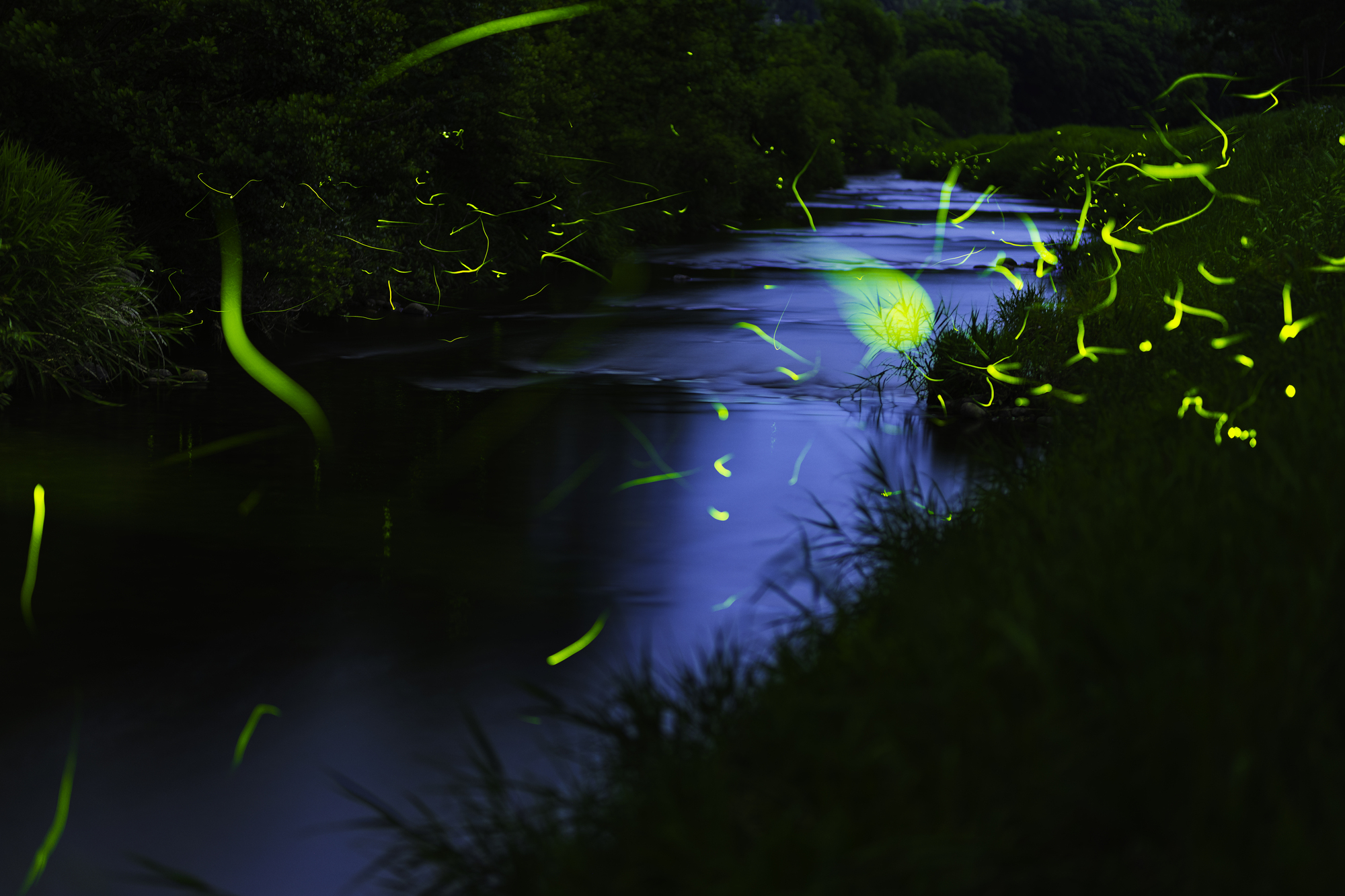 ホタル（夏季）☆