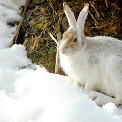 【冬の眺め】露天風呂やお部屋の前には、ウサギがひょっこり顔を見せることも。