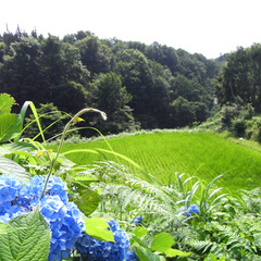 【夏の眺め】青々とした棚田の畔には、季節の花々が咲き誇り、初夏の里山を彩ります。