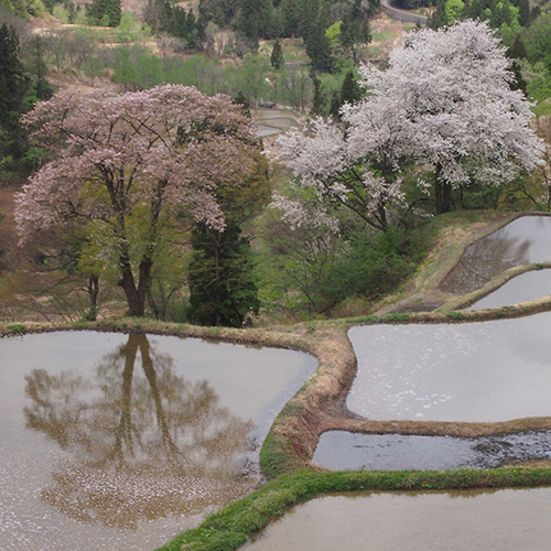 儀明の棚田の山桜