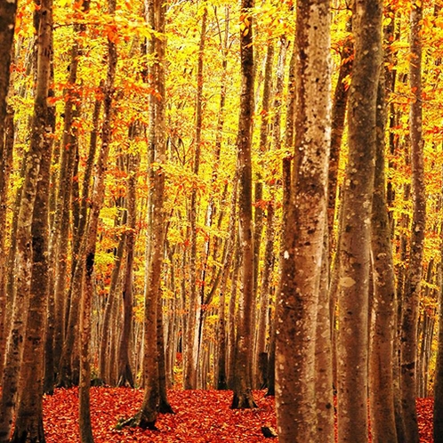 秋の美人林　赤や黄色に色づく時間は１年の中でもほんの一瞬です。
