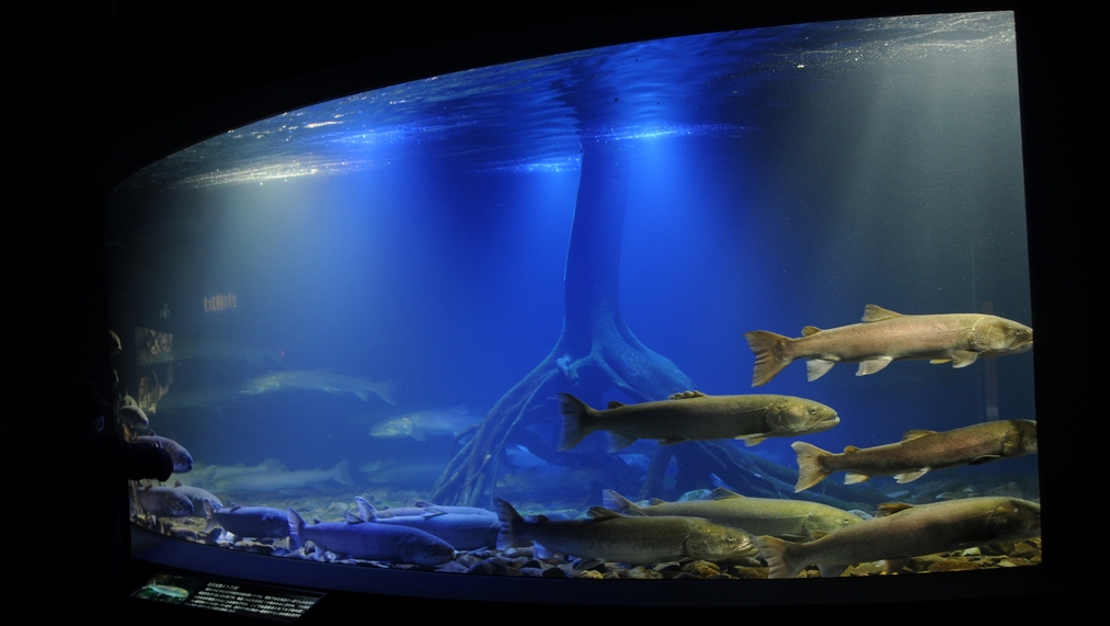 【夕食ビュッフェ★スペシャル】GW限定♪みんなで乾杯！夕食ドリンクインクルーシブ付＜5/2〜5/4＞