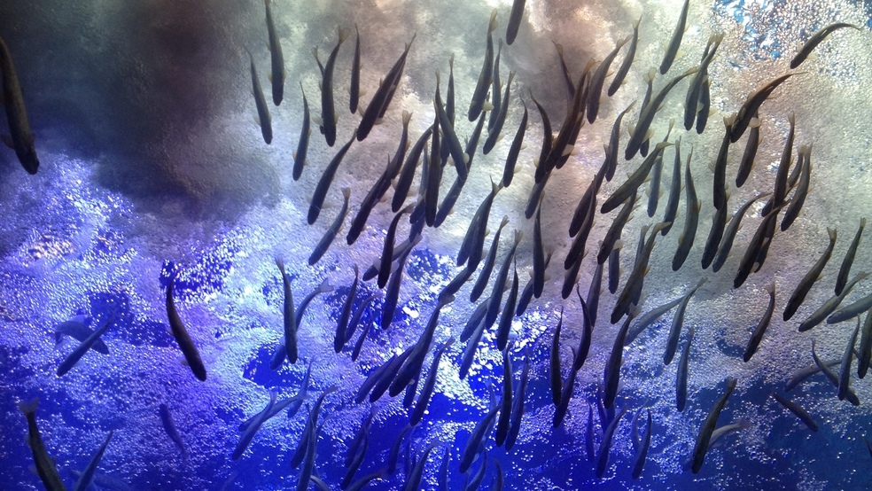 【春SALE】2/19までお得！道産食材の美味しさあふれる和洋70品ビュッフェと美白の湯を満喫♪