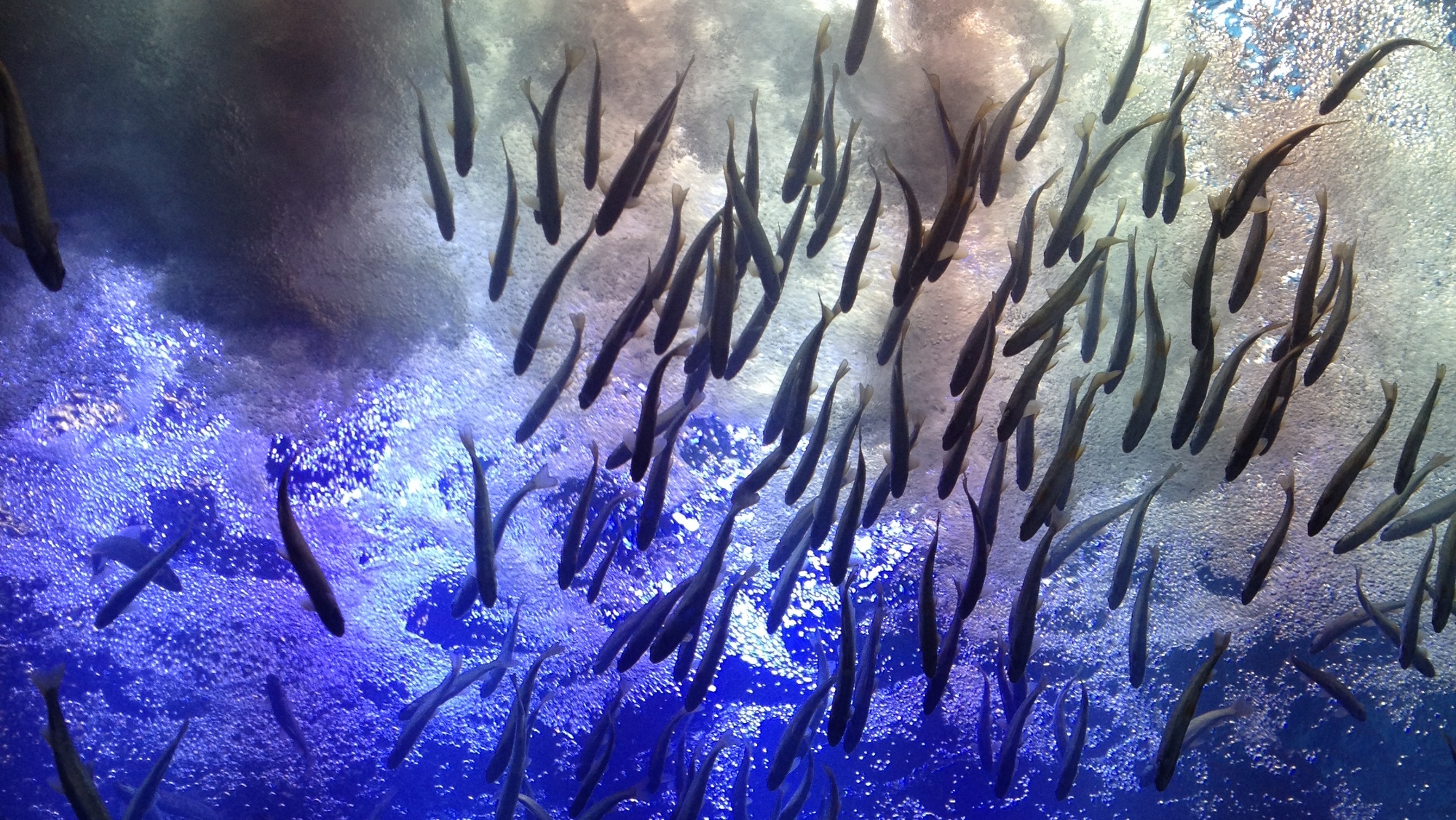 北の大地の水族館（山の水族館）名物、滝つぼ水槽