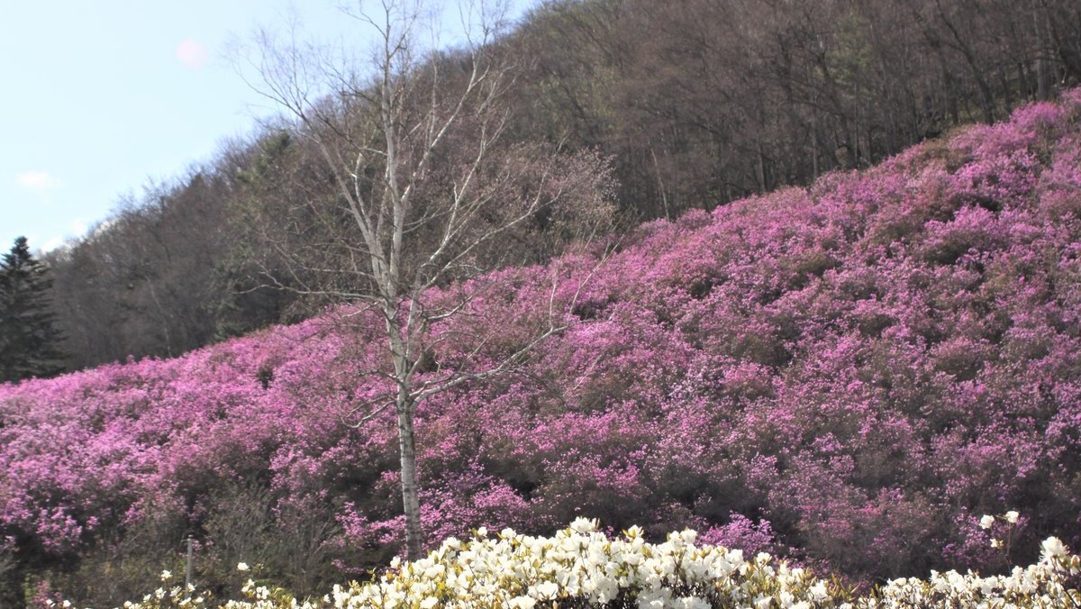 近くの公園に自生する北海道指定天然記念物のエゾムラサキツツジの群落