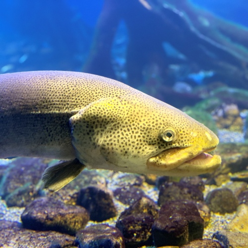 日本最大の淡水魚、イトウ