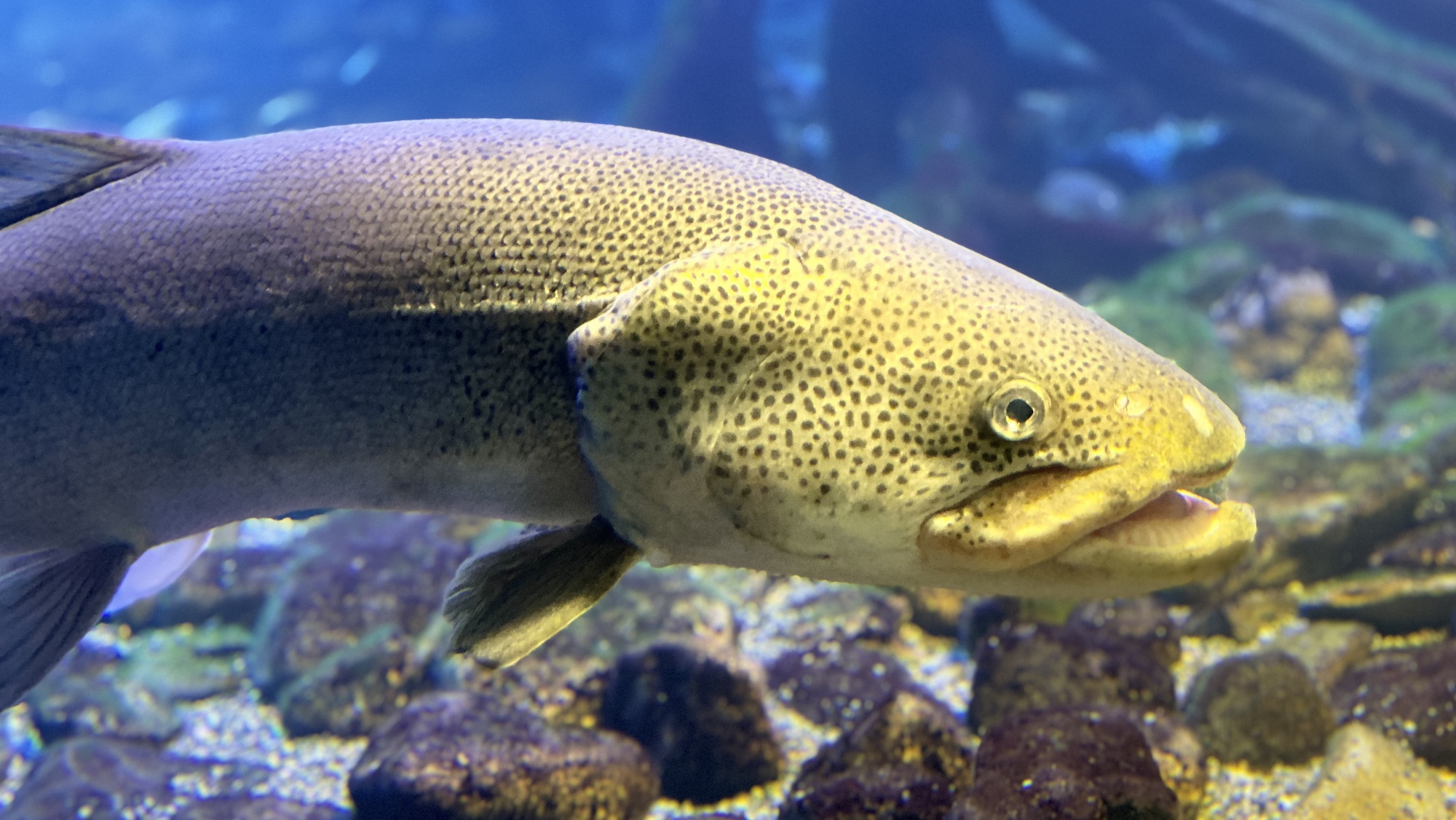 日本最大の淡水魚・イトウが見られる山の水族館