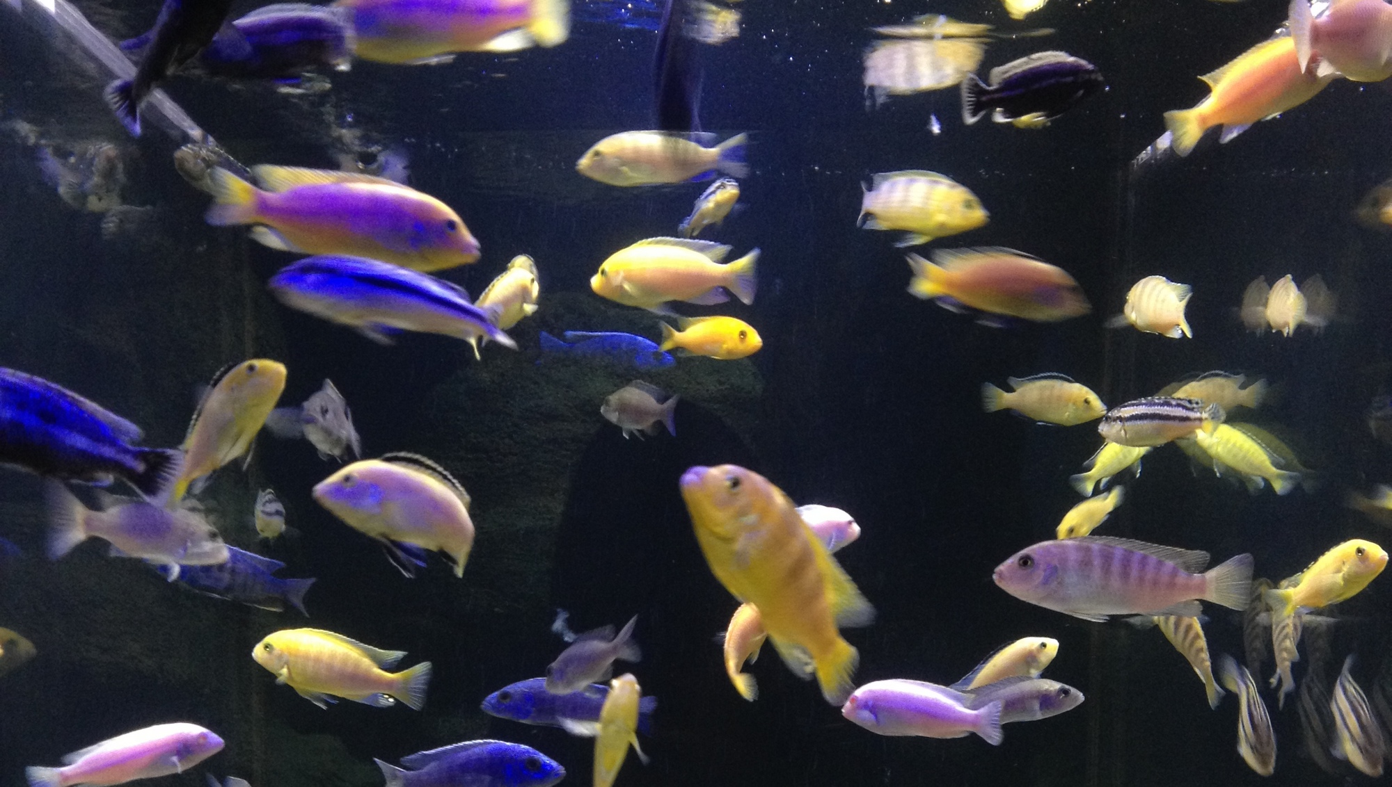 山の水族館にはカラフルな魚たちも