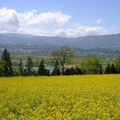 【ＧＷの観光】いいやま菜の花まつり　車で30分です。