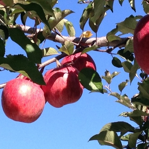 ケルンの畑でりんごを栽培しています。