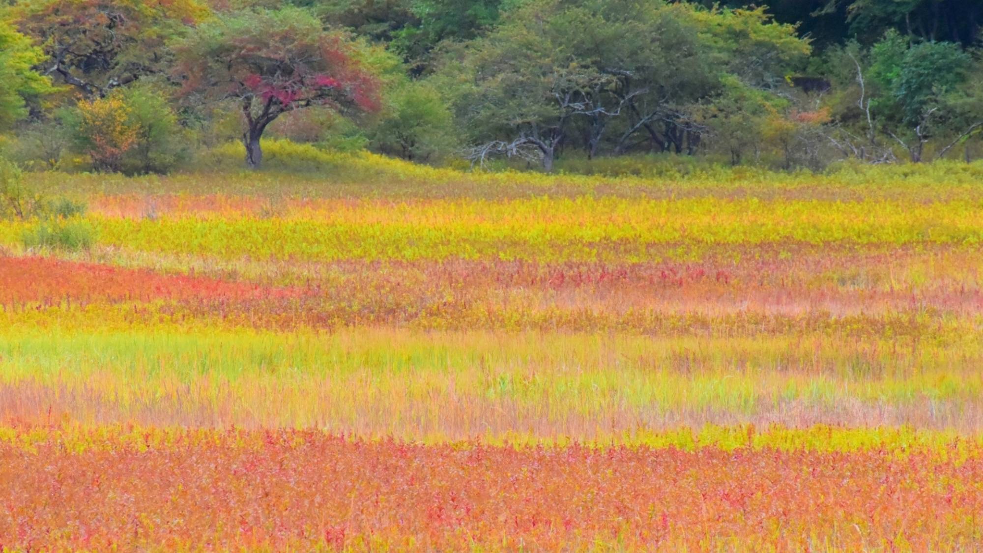 秋の小田代原では、草紅葉が広がる美しい光景を見ることができます。