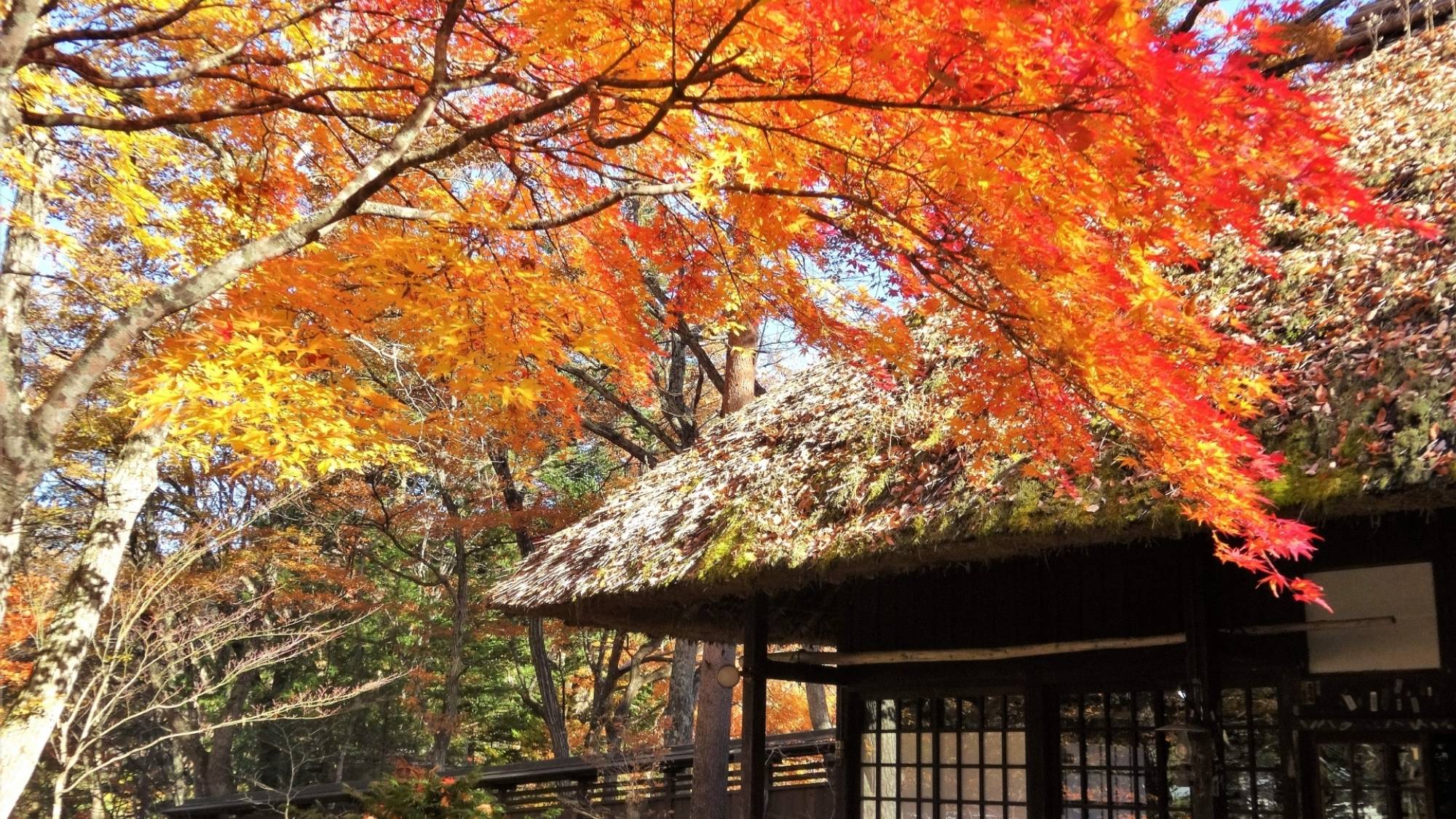 平家の落人の集落を再現した、平家の里。まるで平安時代のような景観と、美しい紅葉を楽しめます！