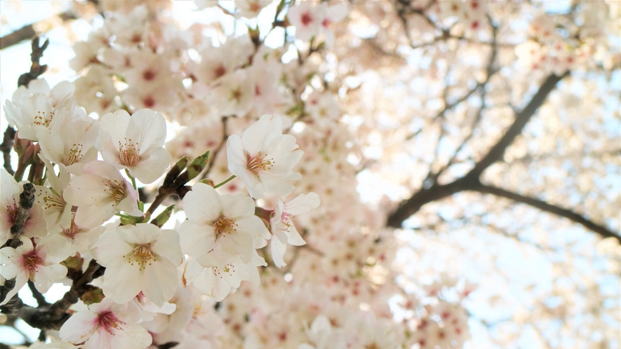 鬼怒川温泉街の桜は例年4月上旬から中旬がみごろ！